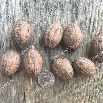 Орех Зибольда продолговатый морозостойкий, съедобный, декоративный, ценная древесина, долгожитель 3202