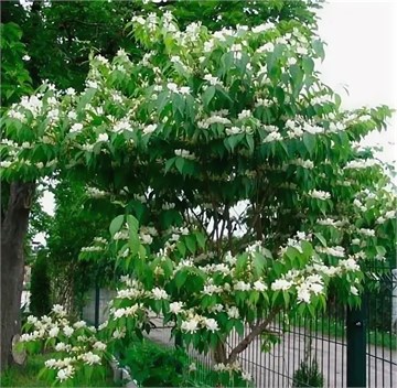 Черемуха Маака, морозостойкая, декоративная, медонос, живая изгородь 1754