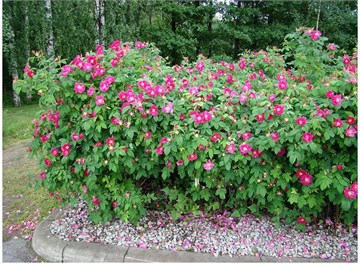 Роза ругоза (морщинистая) микс, морозостойкая, декоративная, съедобная, лекарственная, живая изгородь, медонос 3543