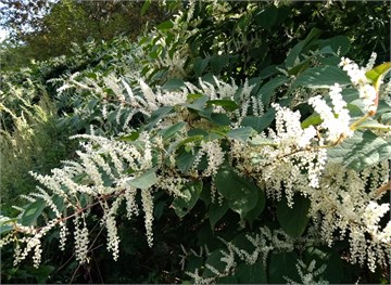 Горец сахалинский (рейнутрия), многолетний, морозостойкий, декоративный, лекарственный, съедобный, медонос 3292