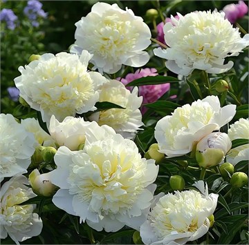 Пион молочноцветковый, морозостойкий, многолетний, декоративный, лекарственный 2295