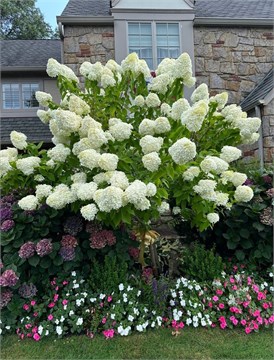 Гортензия метельчатая, морозостойкая, многолетняя, декоративный кустарник, густая крона, медонос 4060