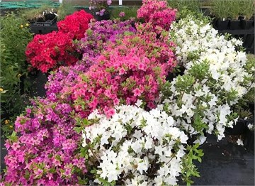 Рододендрон микс из Лен.области, декоративный кустарник, обильноцветущий 4059