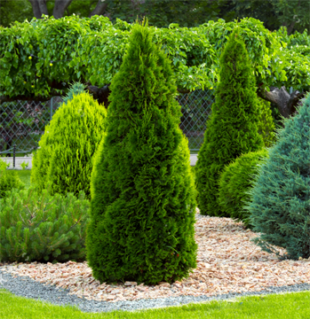 Туя западная Смарагд, морозостойкая, вечнозеленая, декоративная, живая изгородь, формоустойчивая, контейнерная 4063