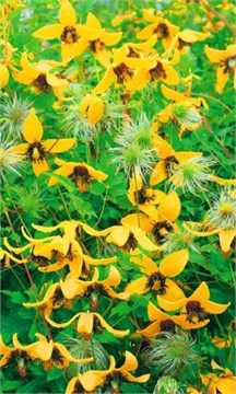 Клематис пильчатолистный, декоративная лиана, ароматное и длительное цветение, быстрорастущий, для вертикального озеленения 4064