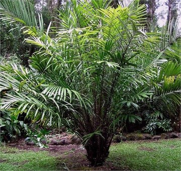 Салак, экзотическая, плодовая, декоративная пальма, для контейнерного выращивания, ароматные плоды 4066