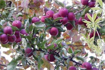 Яблоня ранетка пурпуровая, морозостойкая, съедобная, высокоурожайная, декоративная, неприхотливая, медонос 4067