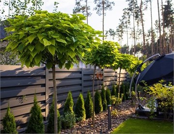 Катальпа бигноевидная ауреа, декоративное, лиственное дерево, яркая золотистая листва, эффектное цветение, неприхотливая, устойчивая к городским условиям 4068