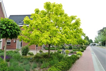 Катальпа бигноевидная Ауреа, декоративная, яркая золотистая листва, эффектное цветение, неприхотливая 4068