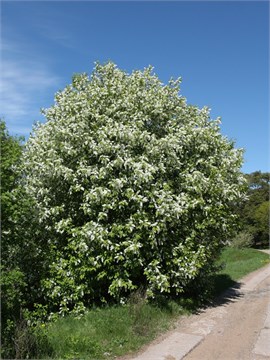 Черёмуха обыкновенная, морозостойкая, съедобная, декоративная, лекарственная, неприхотливая, медонос 4051