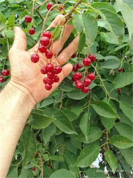 Черёмуха Виргинская красная (крупная ягода), морозостойкая, съедобная, неприхотливая, декоративная, живая изгородь, медонос 4053