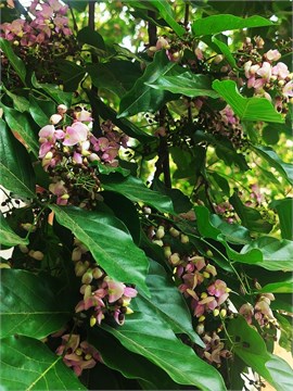 Пангамия перристая (Каранджа Миллетия), декоративное дерево, ароматные цветы, медонос, эфиромасличное, лекарственное 3972