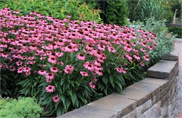 Эхинацея пурпурная, морозостойкая, многолетняя, декоративные цветы, лекарственная, медонос 1892