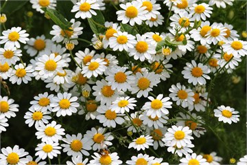 Ромашка лекарственная (аптечная), декоративные цветы 2287