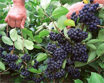 Рябина (арония) черноплодная, декоративная, съедобная, лекарственная, медонос 1656