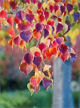 Триадика себифера, лиственное, декоративное, быстрорастущее, экзотическое дерево, медонос, с яркой окраской листвы 4072