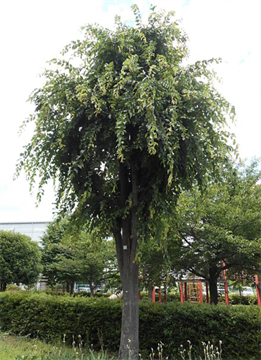 Каркас юннаньский, декоративное дерево, редкое, засухоустойчивое 4075