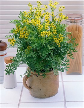 Рута пахучая (душистая), многолетняя, декоративная, лекарственная, пряность, эфиромасличная, медонос 1768