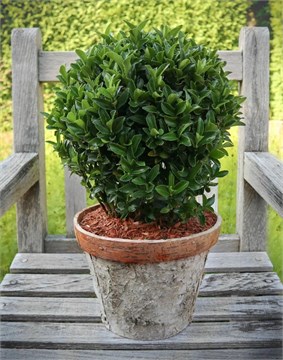 Бересклет японский, морозостойкий, вечнозелёный, декоративный кустарник, лекарственный, эфиромасличный, комнатный, живая изгородь 4071