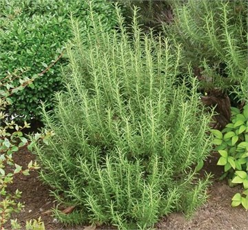 Розмарин лекарственный, эфиромасличный, декоративный, вечнозеленый, комнатный 2259