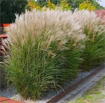 Мискантус китайский, декоративный злак, многолетний, морозостойкий, сухоцвет 4076