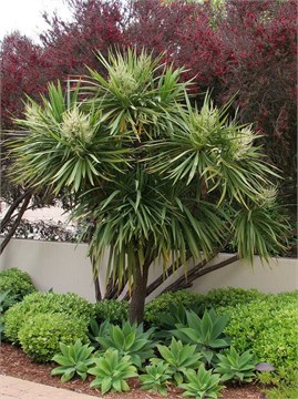 Пальма Кордилина южная, морозостойкая, комнатная, неприхотливая 2023