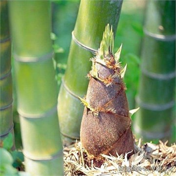 Бамбук прямой (калькуттский), декоративный, комнатный, быстрорастущий, ценная древесина 4086