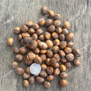 Орех медвежий (лещина древовидная), морозостойкий, съедобный, долгожитель 1733
