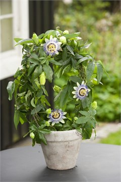 Пассифлора съедобная (пурпурная), декоративная, вечнозеленая лиана, лекарственная, комнатная 3147