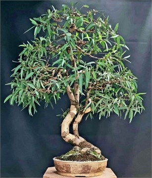 Эвкалипт Камальдульский, декоративный, лекарственный, эфиромасличный, ценная древесина, медонос 3839