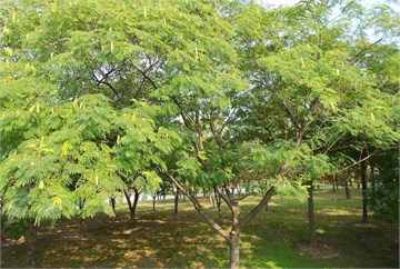 Альбиция высокая (акация белая, шелковая), декоративное дерево, комнатная, бонсай, медонос 4089