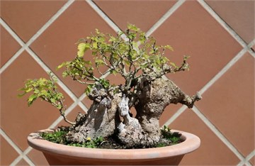 Бруссонетия бумажная, морозостойкая, декоративное дерево, лекарственное, ценная древесина, комнатная, бонсай 1710