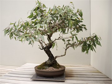 Эвкалипт шаровидный (голубой), морозостойкий, вечнозеленый, декоративный, эфиромасличный, лекарственный, ценная древесина, комнатный 3958