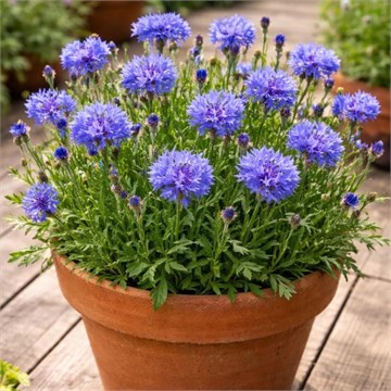 Василёк синий, морозостойкий, декоративный, съедобный, лекарственный, медонос 2286