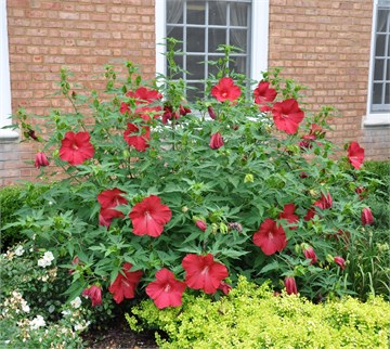 Гибискус травянистый (красный), морозостойкий, декоративные цветы, комнатные, медонос 2159