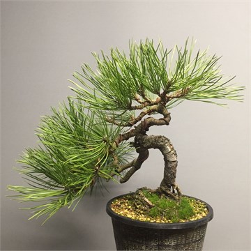 Сосна Арманда (белая китайская), декоративная, ценная древесина, смолистая, долгожитель, эфиромасличная, лекарственная 1898