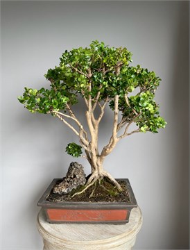 Самшит китайский, морозостойкий, декоративный кустарник, вечнозеленый, живая изгородь, бонсай, топиар 3674