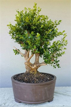 Самшит китайский 3674