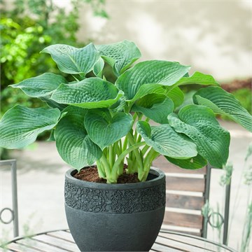 Хоста подорожниковая (Лилия), декоративная, морозостойкая, многолетняя, неприхотливая, нежный аромат 3852