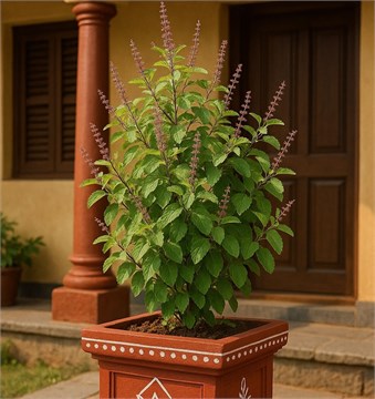 Базилик Вана Туласи, пряность, эфиромасличный, декоративный кустарник, лекарственный, священный, комнатный 3929