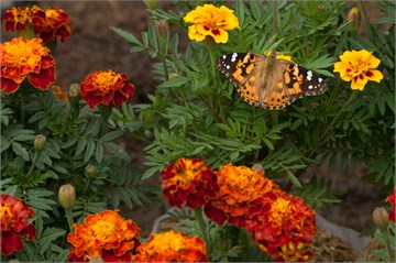 Бархатцы мелкоцветковые 4113