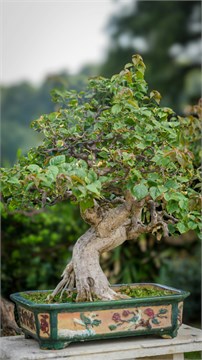 Катальпа Бунге (маньчжурская), розовые цветы 4115