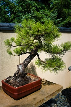 Ель монгольская (сибирская) 4117