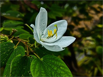 Баухиния заостренная Acuminata (белая орхидея) 4119