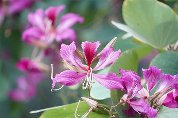 Баухиния пестрая Variegata (розовая орхидея) 3541