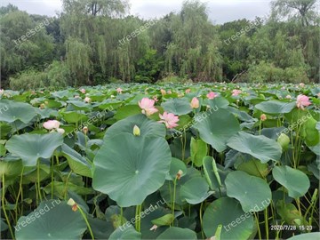 Лотос Орехоносный, Nelumbo nucifera 2008