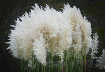 Пампасная трава, Кортадерия 4122