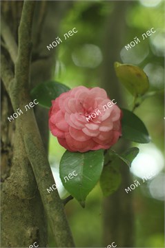 Камелия Японская 1991