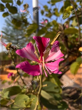 Баухиния пестрая Variegata (розовая орхидея) 3541
