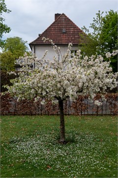 Ирга Ламарка 4180
